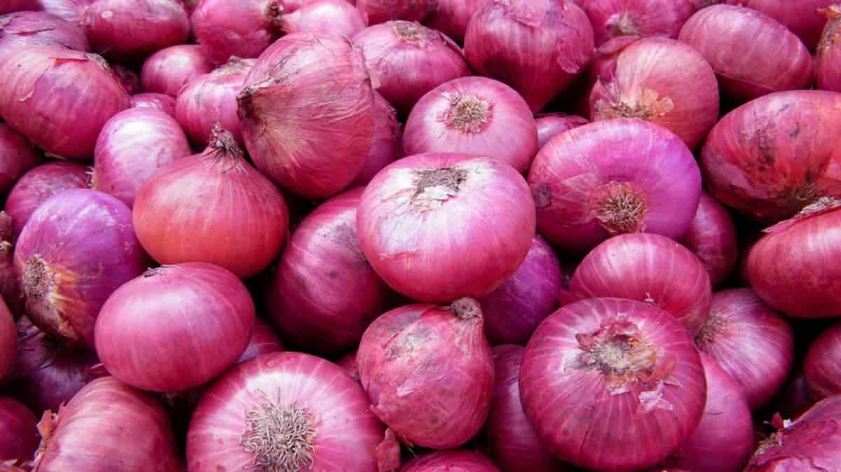 قیمت خرید پیاز ضد التهاب + فروش ویژه